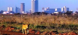 Chinese contractor says SGR project will not affect wildlife