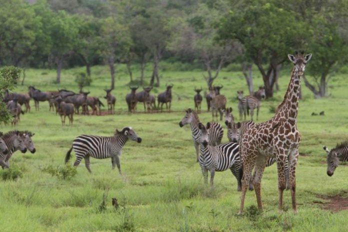 Tanzania invites bids for power project on Selous game reserve
