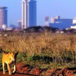 Chinese contractor says SGR project will not affect animals