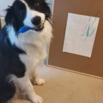 Frankie-the-Border-Collie-learning-to-draw-with-highlighters-SMALL.jpg